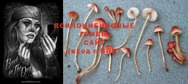 Галлюциногенные грибы Cubensis  наркошоп  Свирск 